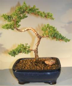 Juniper Bonsai Tree - Trained <br><i>(juniper procumbens nana)</i>