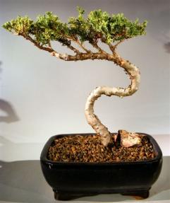 Juniper Bonsai Tree - Trained <br><i>(juniper procumbens nana)</i>