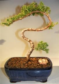 Juniper Bonsai Tree - Trained <br><i>(juniper procumbens nana)</i>