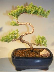 Juniper Bonsai Tree - Trained <br><i>(juniper procumbens nana)</i>