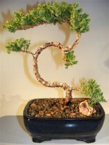 Juniper Bonsai Tree - Trained <br><i>(juniper procumbens nana)</i>