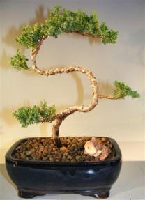 Juniper Bonsai Tree - Trained <br><i>(juniper procumbens nana)</i>