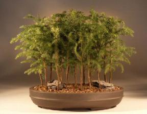 Norfolk Island Pine Forest Bonsai Tree<br><i>(araucaria heterophila)</i>