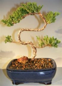 Juniper Bonsai Tree - Trained <br><i>(juniper procumbens nana)</i>