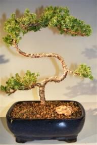 Juniper Bonsai Tree - Trained <br><i>(juniper procumbens nana)</i>