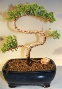 Juniper Bonsai Tree - Trained <br><i>(juniper procumbens nana)</i>