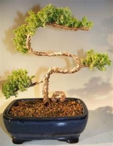 Juniper Bonsai Tree - Trained <br><i>(juniper procumbens nana)</i>