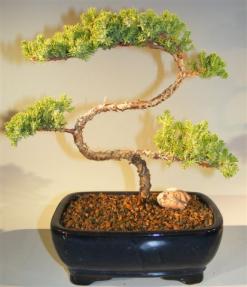 Juniper Bonsai Tree - Trained <br><i>(juniper procumbens nana)</i>