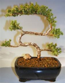 Juniper Bonsai Tree - Trained <br><i>(juniper procumbens nana)</i>