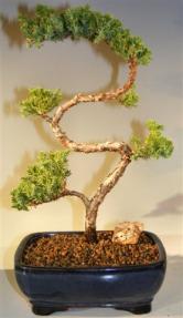 Juniper Bonsai Tree - Trained <br><i>(juniper procumbens nana)</i>