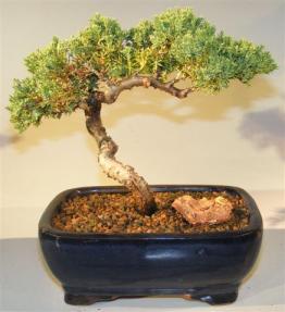 Juniper Bonsai Tree - Trained <br><i>(juniper procumbens nana)</i>