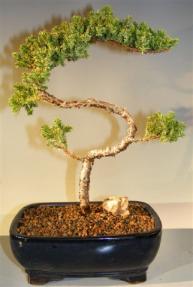 Juniper Bonsai Tree - Trained <br><i>(juniper procumbens nana)</i>