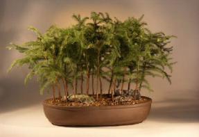 Norfolk Island Pine Forest Bonsai Tree<br><i>(araucaria heterophila)</i>