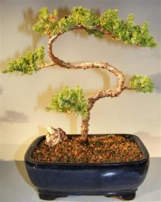 Juniper Bonsai Tree - Trained <br><i>(juniper procumbens nana)</i>