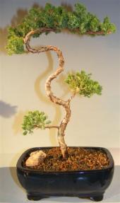 Juniper Bonsai Tree - Trained <br><i>(juniper procumbens nana)</i>