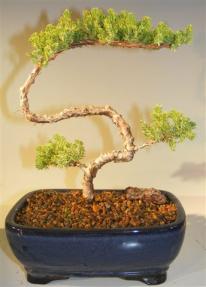 Juniper Bonsai Tree - Trained <br><i>(juniper procumbens nana)</i>