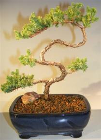 Juniper Bonsai Tree - Trained <br><i>(juniper procumbens nana)</i>