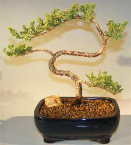 Juniper Bonsai Tree - Trained <br><i>(juniper procumbens nana)</i>