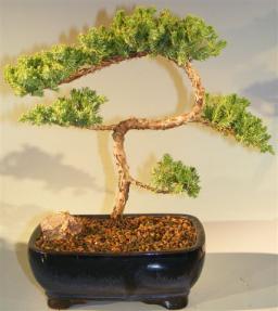 Juniper Bonsai Tree - Trained <br><i>(juniper procumbens nana)</i>