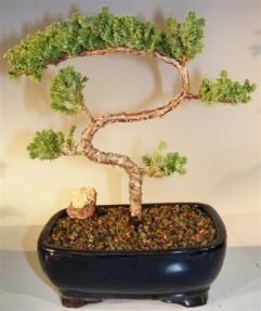 Juniper Bonsai Tree - Trained <br><i>(juniper procumbens nana)</i> 