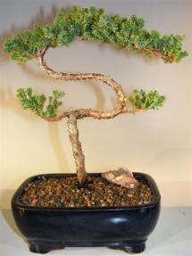 Juniper Bonsai Tree - Trained <br><i>(juniper procumbens nana)</i>