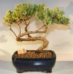 Juniper Bonsai Tree - Trained <br><i>(juniper procumbens nana)</i> 