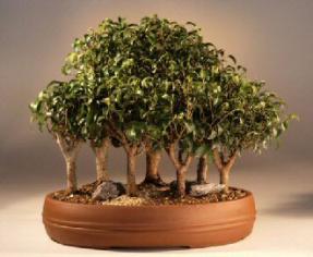 Ficus Too Little Forest<br><i>(ficus benjamina 'too little')</i>