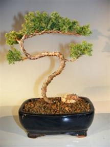 Juniper Bonsai Tree - Trained <br><i>(juniper procumbens nana)</i>