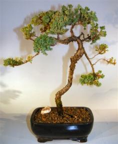 Juniper Bonsai Tree - Trained <br><i>(juniper procumbens nana)</i> 