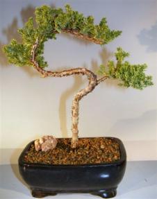 Juniper Bonsai Tree - Trained <br><i>(juniper procumbens nana)</i>