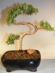 Juniper Bonsai Tree - Trained <br><i>(juniper procumbens nana)</i> 