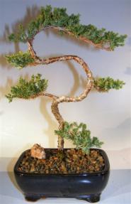 Juniper Bonsai Tree - Trained <br><i>(juniper procumbens nana)</i>