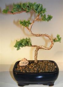 Juniper Bonsai Tree - Trained <br><i>(juniper procumbens nana)</i> 