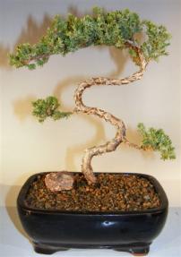 Juniper Bonsai Tree - Trained <br><i>(juniper procumbens nana)</i>