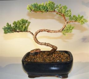 Juniper Bonsai Tree - Trained <br><i>(juniper procumbens nana)</i> 