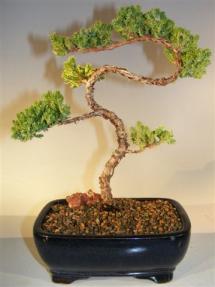 Juniper Bonsai Tree - Trained <br><i>(juniper procumbens nana)</i>