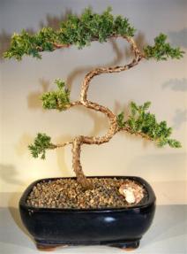 Juniper Bonsai Tree - Trained <br><i>(juniper procumbens nana)</i> 