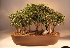 Ficus Too Little Forest<br><i>(ficus benjamina 'too little')</i>