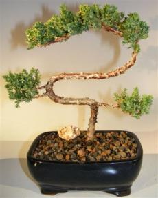 Juniper Bonsai Tree - Trained <br><i>(juniper procumbens nana)</i>