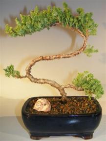 Juniper Bonsai Tree - Trained <br><i>(juniper procumbens nana)</i> 