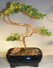 Juniper Bonsai Tree - Trained <br><i>(juniper procumbens nana)</i>