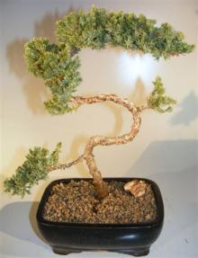 Juniper Bonsai Tree - Trained <br><i>(juniper procumbens nana)</i> 