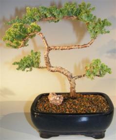 Juniper Bonsai Tree - Trained <br><i>(juniper procumbens nana)</i> 