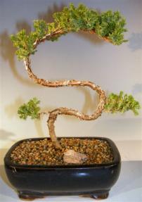 Juniper Bonsai Tree - Trained <br><i>(juniper procumbens nana)</i>