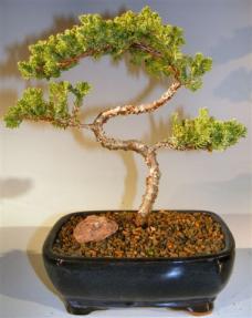 Juniper Bonsai Tree - Trained <br><i>(juniper procumbens nana)</i> 