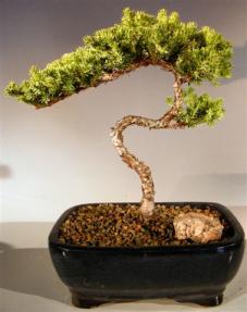 Juniper Bonsai Tree - Trained <br><i>(juniper procumbens nana)</i>