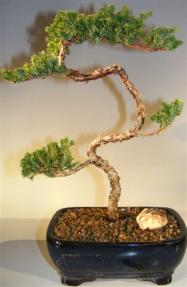 Juniper Bonsai Tree - Trained <br><i>(juniper procumbens nana)</i> 