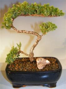 Juniper Bonsai Tree - Trained <br><i>(juniper procumbens nana)</i>