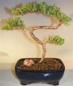 Juniper Bonsai Tree - Trained <br><i>(juniper procumbens nana)</i> 