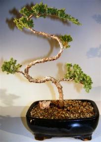 Juniper Bonsai Tree - Trained <br><i>(juniper procumbens nana)</i>